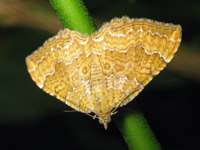 Camptogramma bilineata (Linnaeus, 1758)